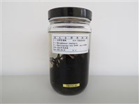 藏品(臺灣紫嘯鶇)的圖片